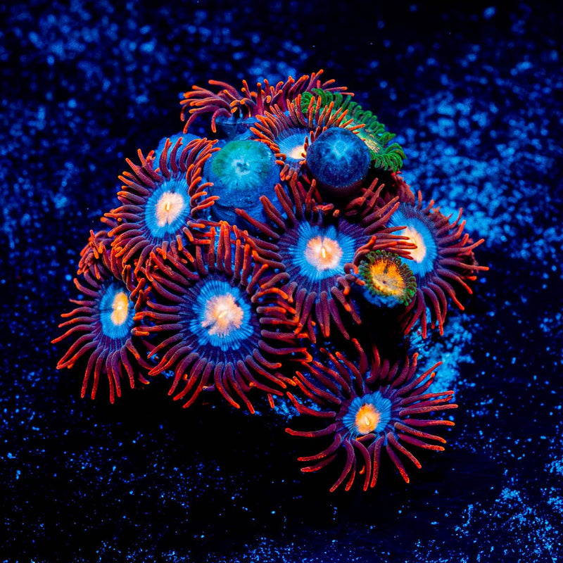 Stitches Zoanthid
