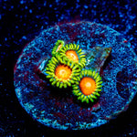 Aztec Sun Zoanthid - riptide aquaculture llc