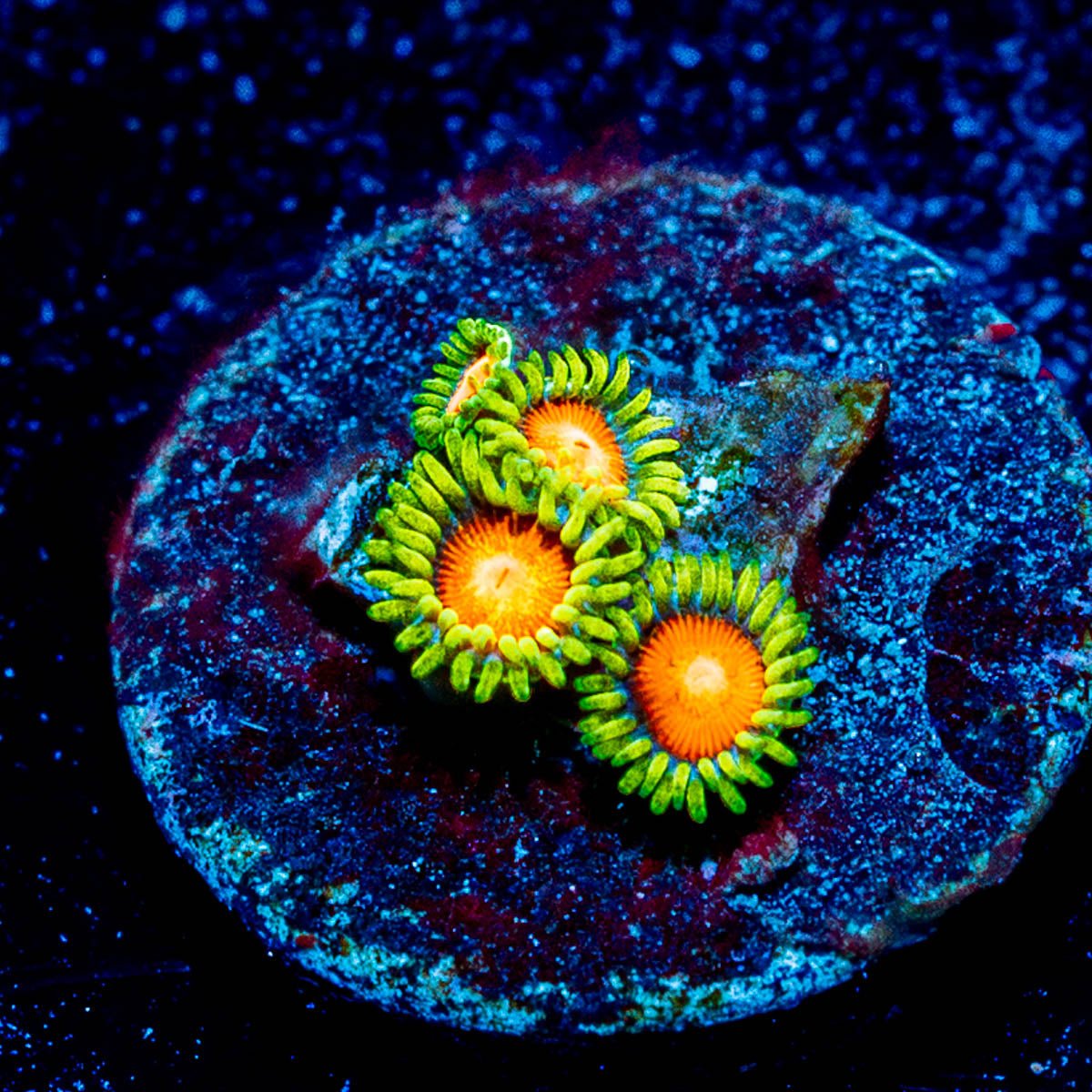 Aztec Sun Zoanthid - riptide aquaculture llc