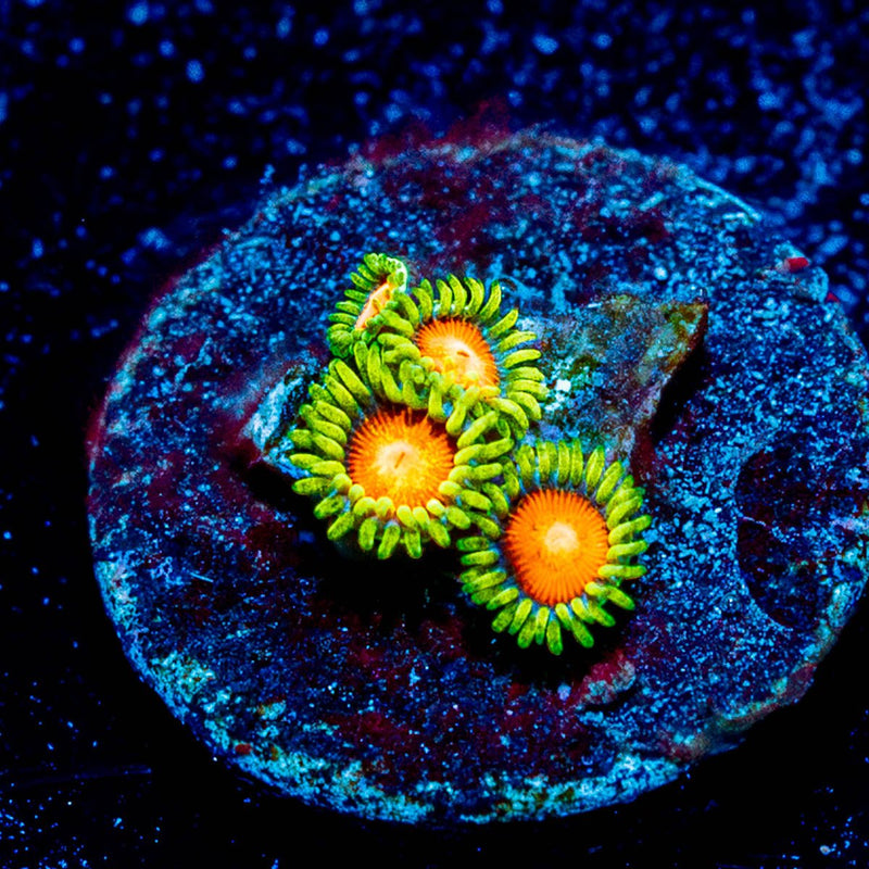 Aztec Sun Zoanthid
