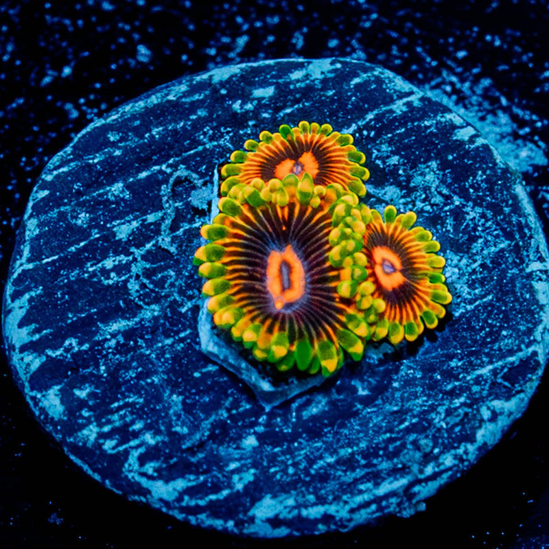 Jedi Mind trick Zoanthid