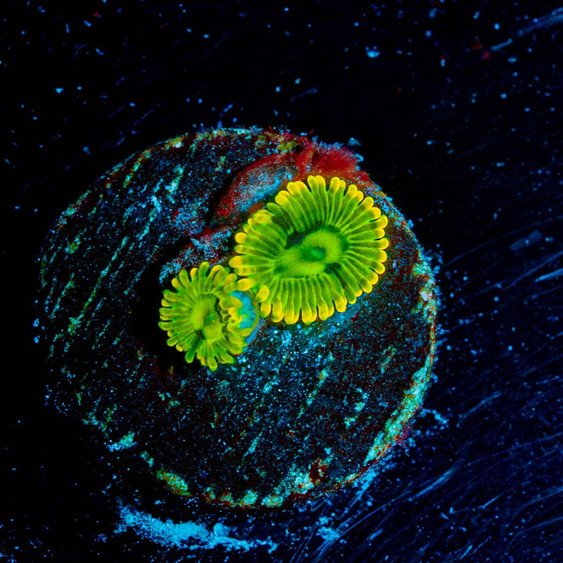 Rainbow Yoda's Zoanthid