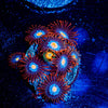 Stitches Zoanthid - riptide aquaculture llc