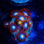 Stitches Zoanthid - riptide aquaculture llc