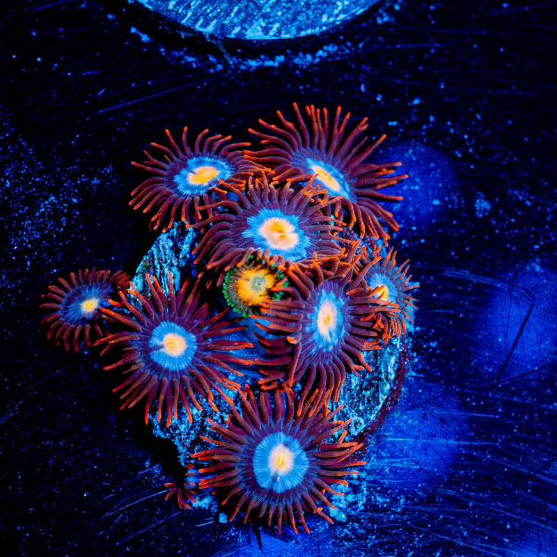 Stitches Zoanthid