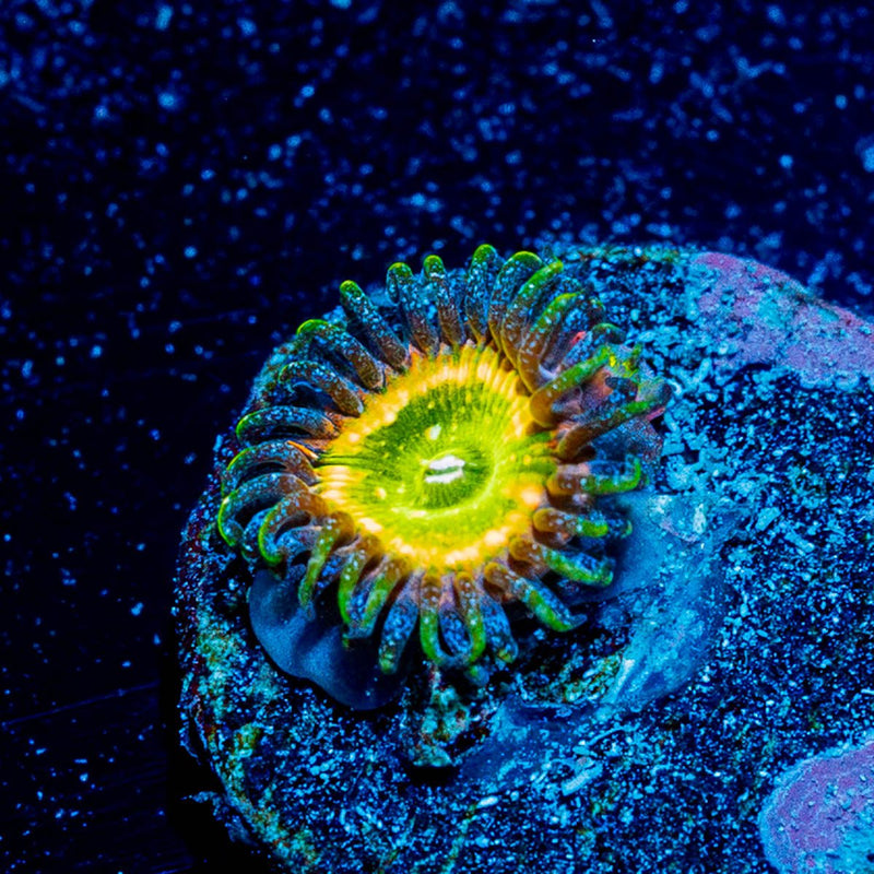 Tinker Bells Zoanthid