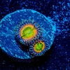 Funny D Zoanthid - riptide aquaculture llc