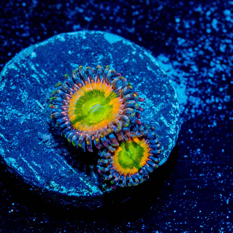 Funny D Zoanthid