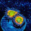 Funny D Zoanthid - riptide aquaculture llc