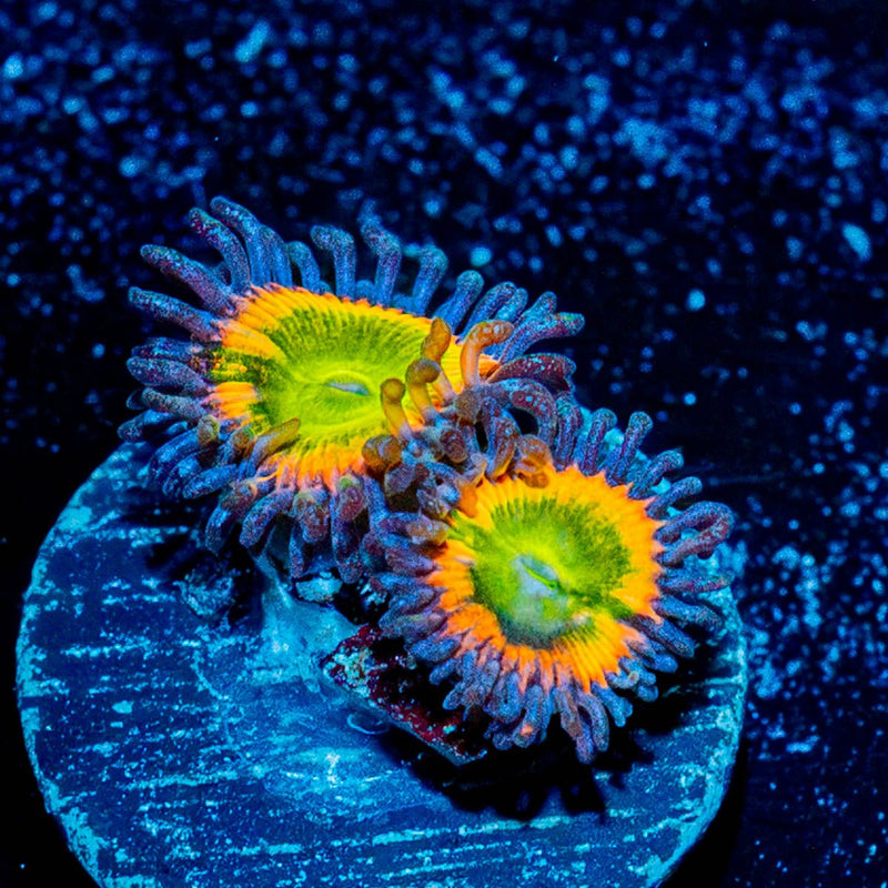 Funny D Zoanthid