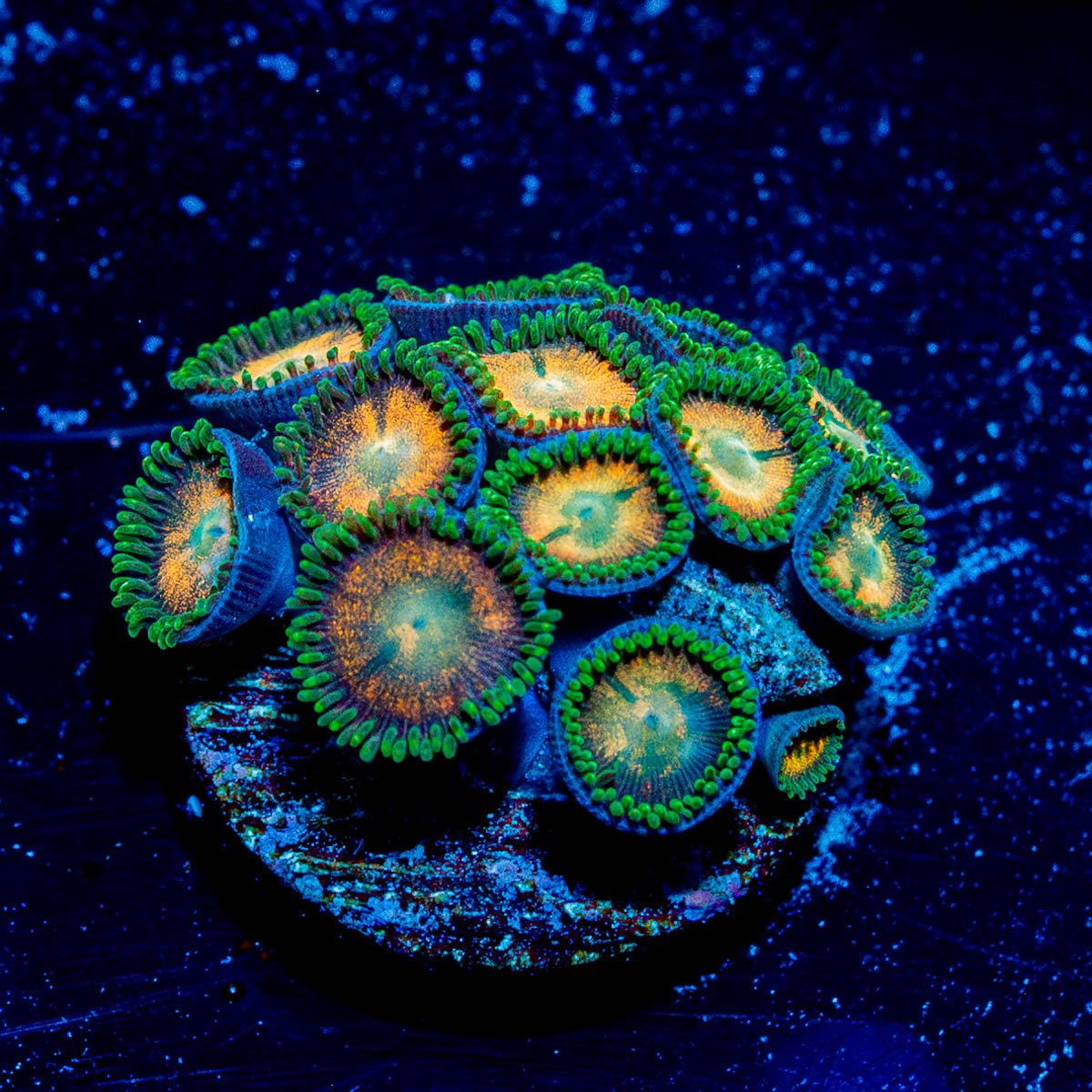 Dusks Zoanthid - riptide aquaculture llc