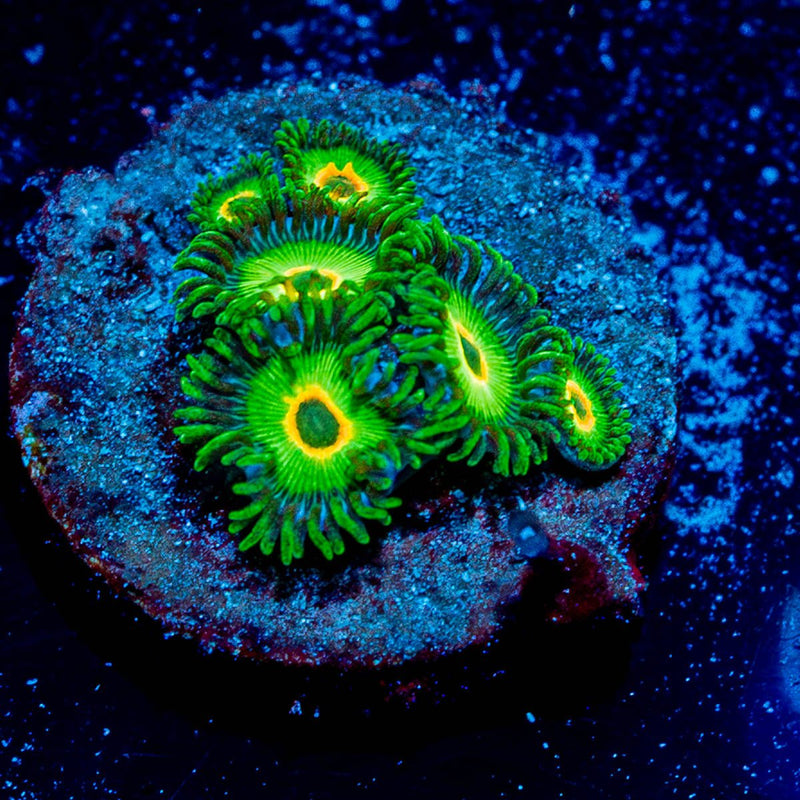 Ultimate Rasta Zoanthid