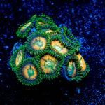 Sand Dollars Zoanthid - riptide aquaculture llc