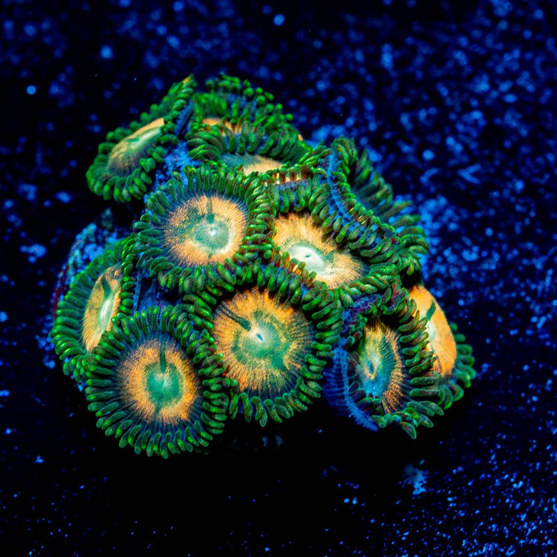 Sand Dollars Zoanthid