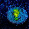 Emerald Muals Zoanthid - riptide aquaculture llc