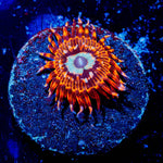 Utter Peace Zoanthid - riptide aquaculture llc