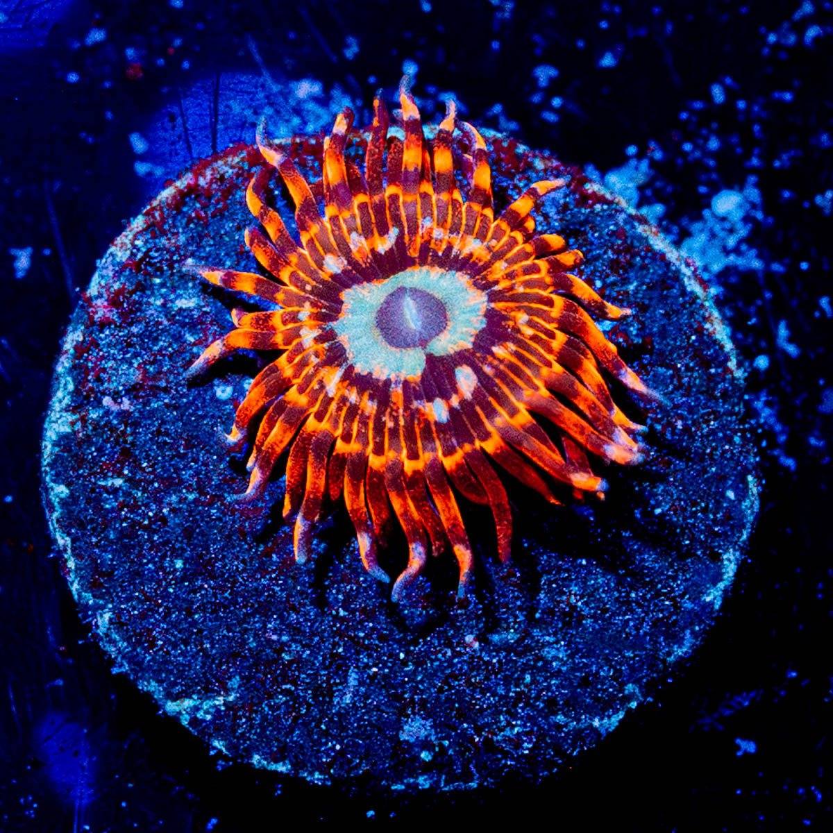 Utter Peace Zoanthid - riptide aquaculture llc