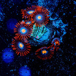 Stitches Zoanthid - riptide aquaculture llc