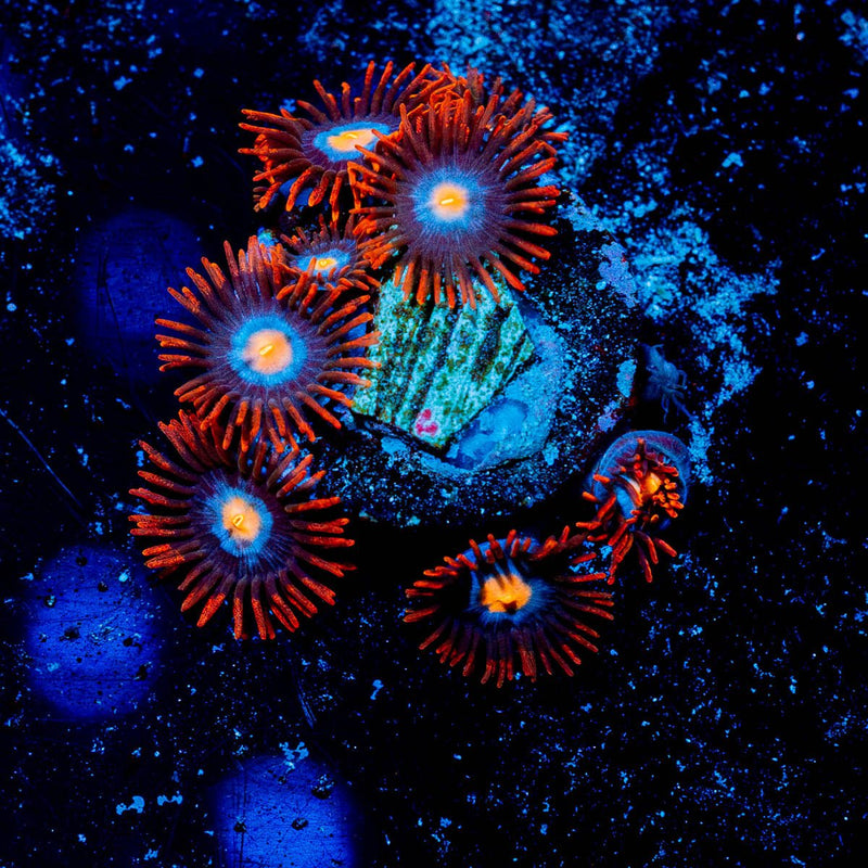 Stitches Zoanthid