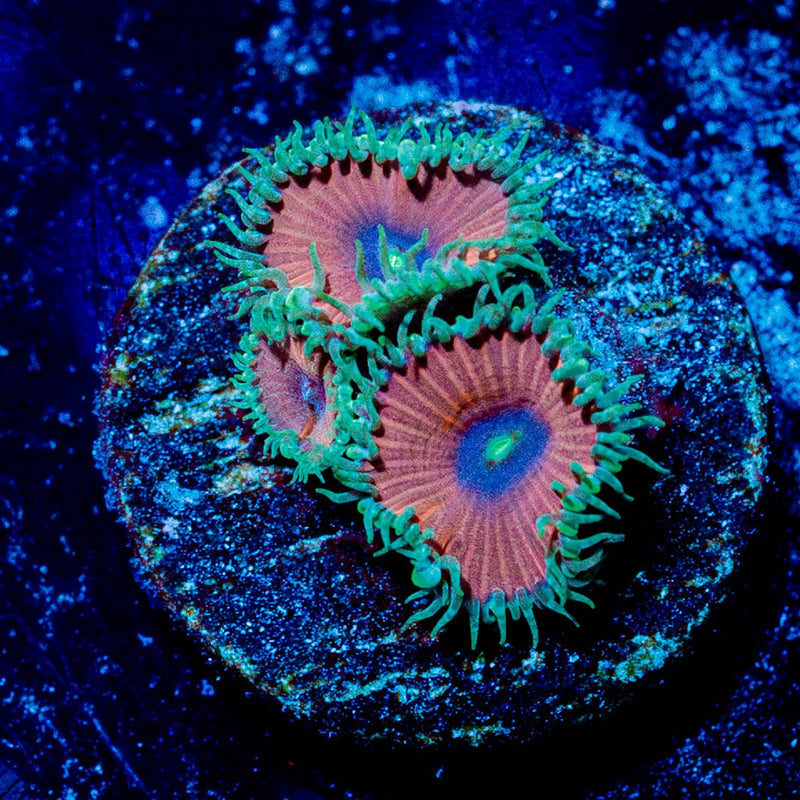 Purple Death Zoanthid