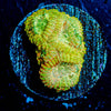 Starscream Favia - riptide aquaculture llc
