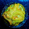 Starscream Favia - riptide aquaculture llc