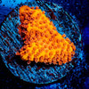 Mega Chrome Montipora - riptide aquaculture llc
