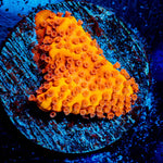 Mega Chrome Montipora - riptide aquaculture llc
