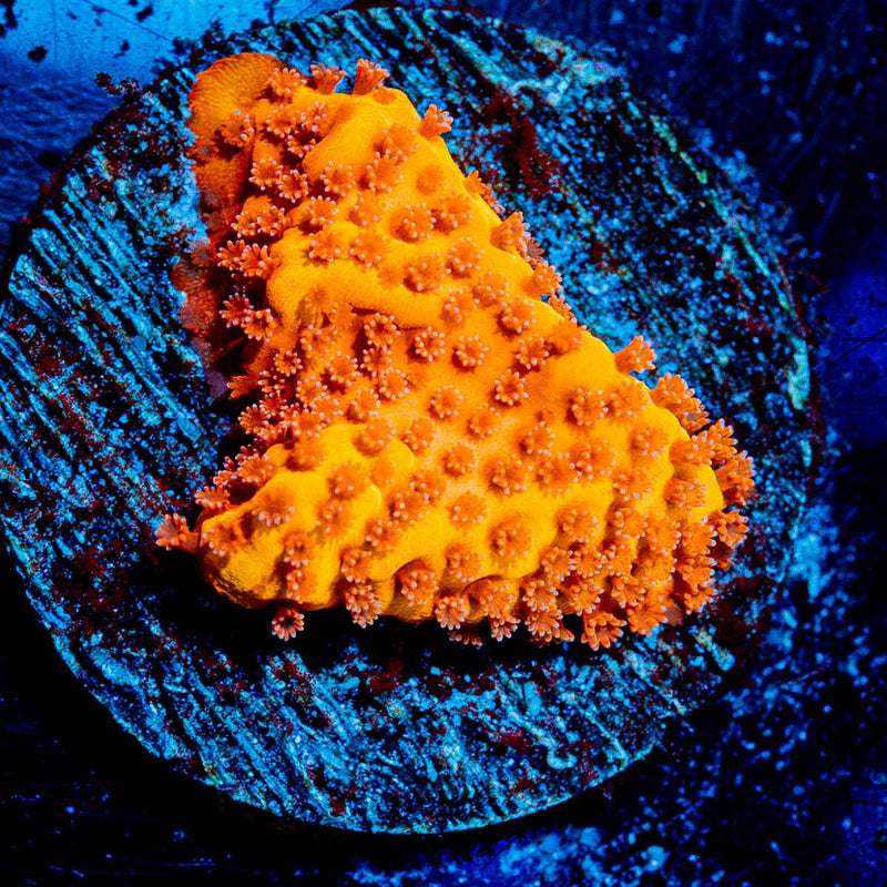 Mega Chrome Montipora
