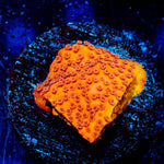 Mega Chrome Montipora - riptide aquaculture llc
