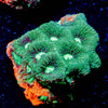 Achilles Warcoral - riptide aquaculture llc