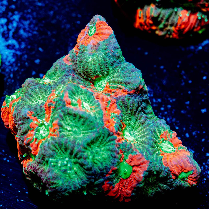 Achilles Warcoral