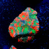 Achilles Warcoral - riptide aquaculture llc