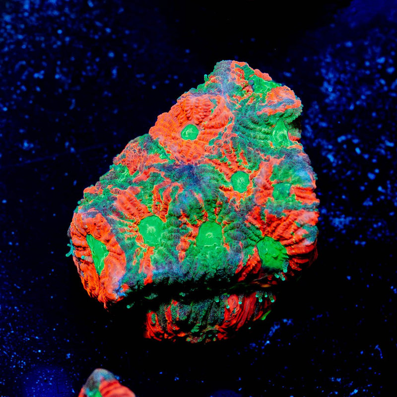 Achilles Warcoral