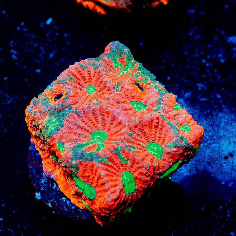 Achilles Warcoral
