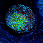 Rainbow Interstellar Mushroom - riptide aquaculture llc