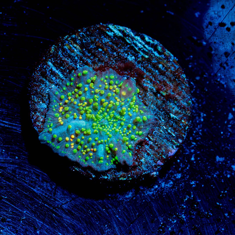 Rainbow Interstellar Mushroom