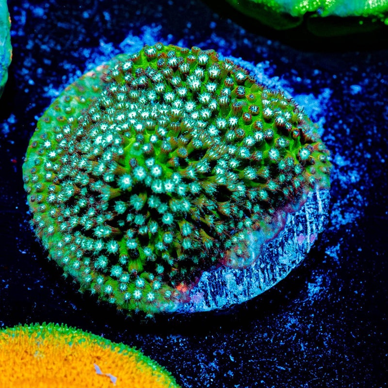 Grassy Field Stylocoeniella