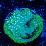 Thin Mint Lepto - riptide aquaculture llc