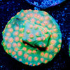 WWC Defcon Cyphastrea - riptide aquaculture llc
