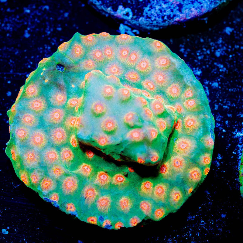 WWC Defcon Cyphastrea