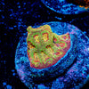 Scorpion King Favia - riptide aquaculture llc