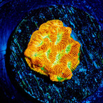 Jack - O - Lantern Lepto - riptide aquaculture llc