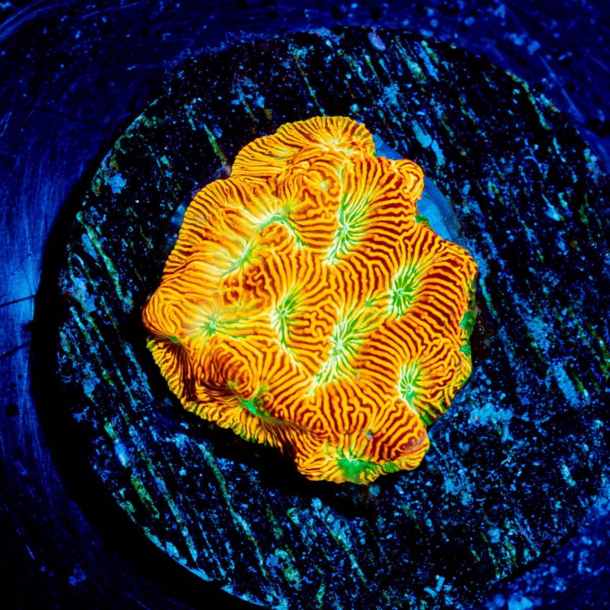 Jack - O - Lantern Lepto - riptide aquaculture llc