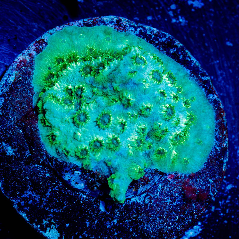 Seafoam Cyphastrea