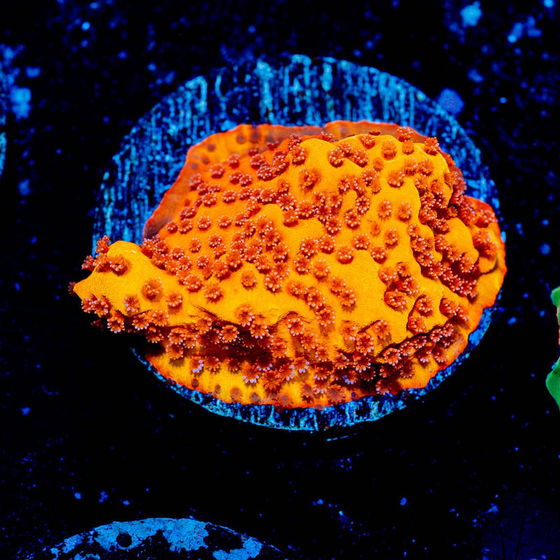 Mega Chrome Montipora
