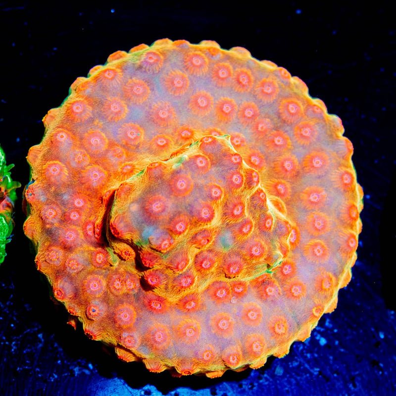 WWC Defcon Cyphastrea