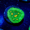 Space Invader Chalice - riptide aquaculture llc