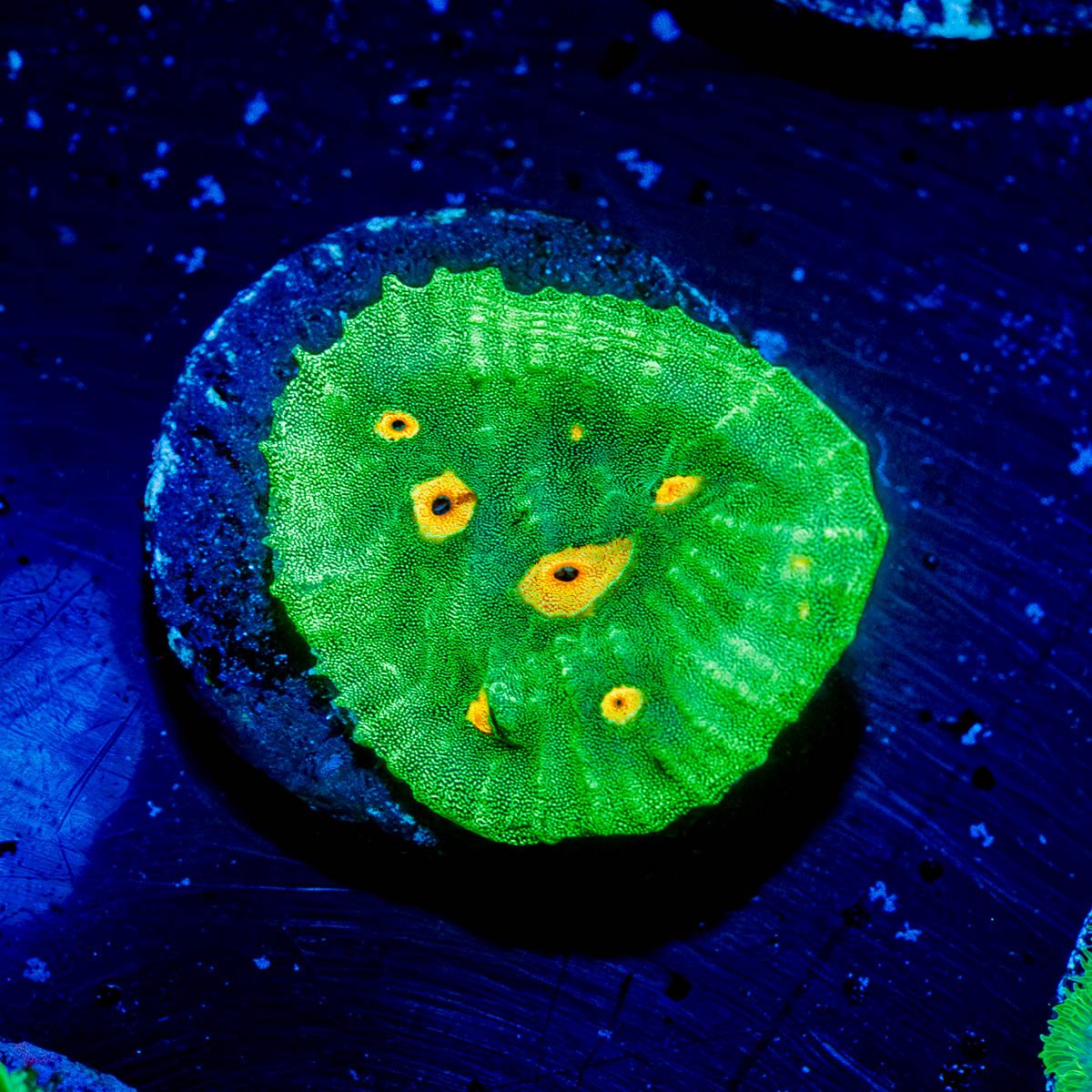 Space Invader Chalice - riptide aquaculture llc