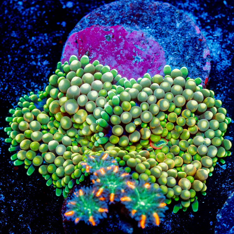 Ricordea Mushroom